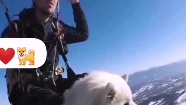 DOG DOING PARAGLIDING!FIRST TIME DOG IN AIR