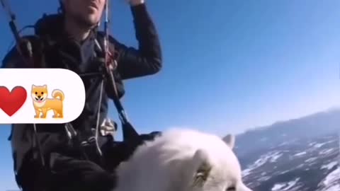 DOG DOING PARAGLIDING!FIRST TIME DOG IN AIR