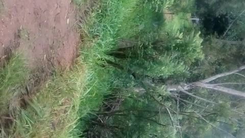 Mother nature of Sri Lanka !