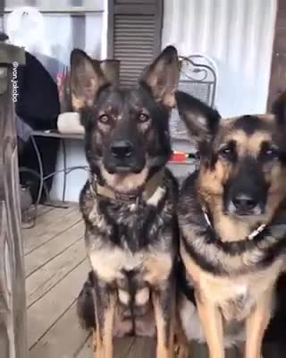 Gang Of Big German Shepherds Guard Door