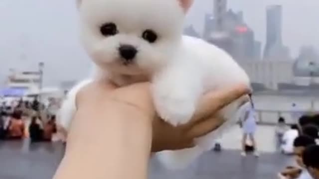 Cute puppy on hand
