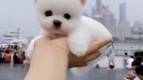 Cute puppy on hand