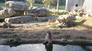 Cute Pallas Cats