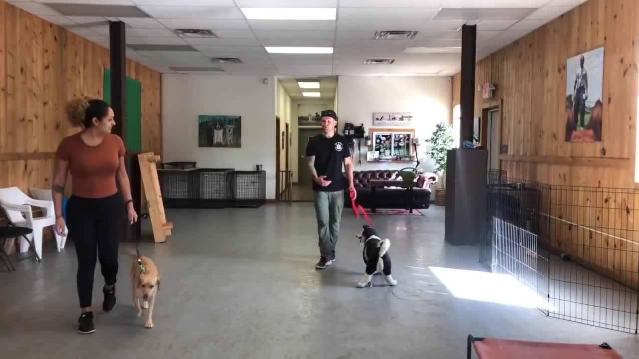 Responsive dog training on a leash - dog responsiveness training