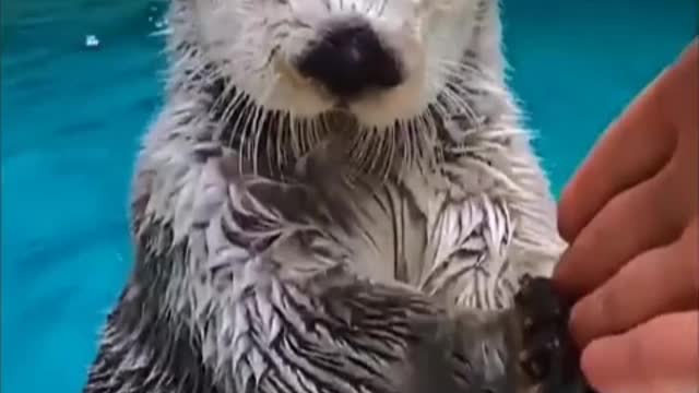 An otter playing in the water