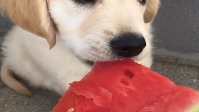 Funny Puppy eat the woter milon Videos 2022😂😂😂🤣🤣