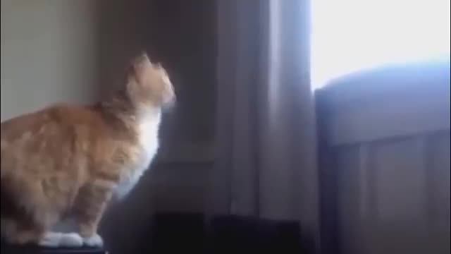 Funny Cat Falling Compilation You Can't Resist Watching