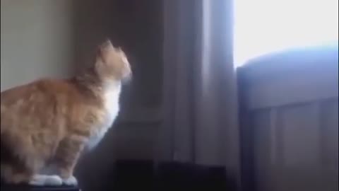 Funny Cat Falling Compilation You Can't Resist Watching