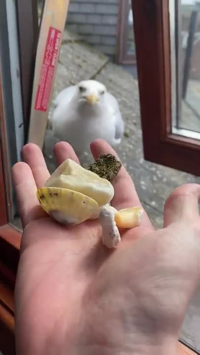 day 57 of feeding my pet seagull to gain his trust