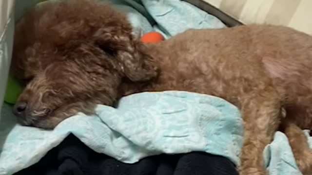 Cute brown poodle talking drooling