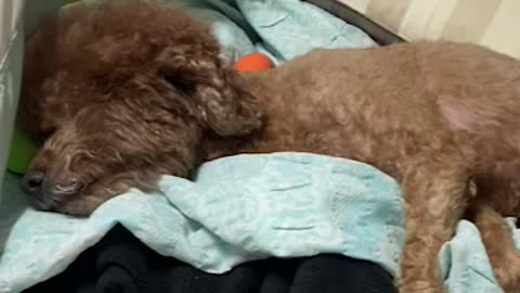 Cute brown poodle talking drooling