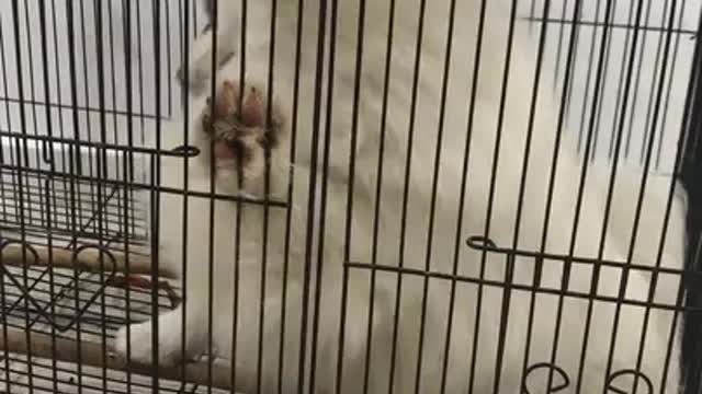 bird feeds their dog friend through cage - bird feeds their dog friend through cage -