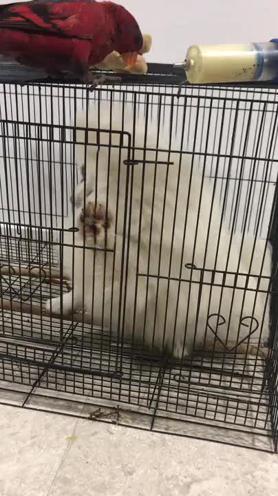 bird feeds their dog friend through cage - bird feeds their dog friend through cage -
