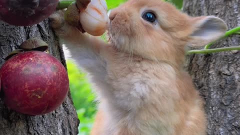 Sweet Bites: Watch a Cute Rabbit Enjoying Fruits! 🐰