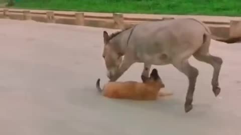 @funny animals #crazy# weird animals#dogs