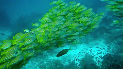 Group of Fish That Stay Together For Social Reasons