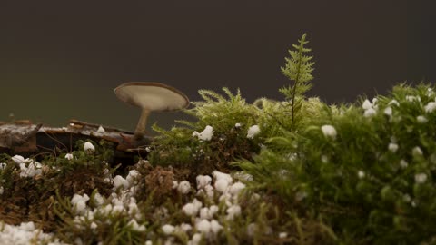 Mushroom moss snowfall