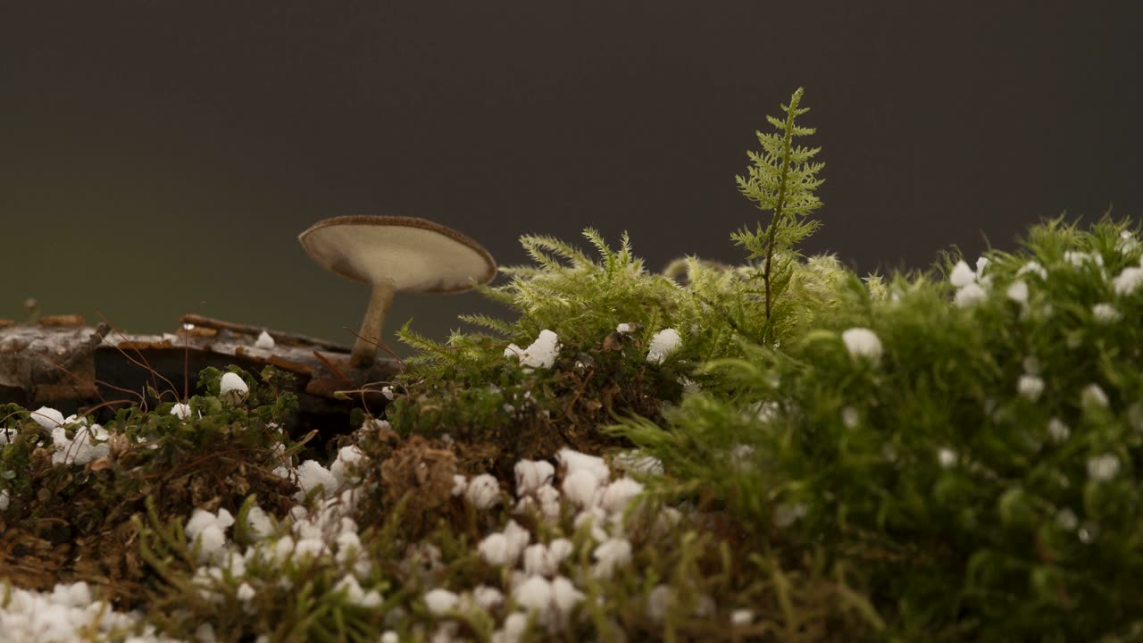 Mushroom moss snowfall