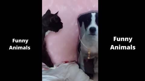 Try Not To Laugh ♥ Top Funny Cats and Dogs Videos Of The Weekly Part 1