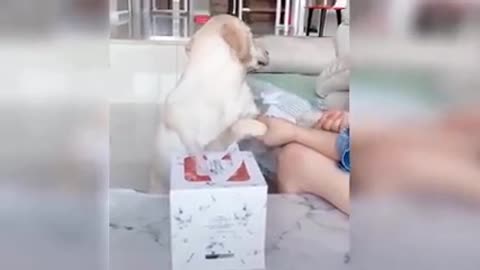 Dog Reaction to Cutting Cake Funny Dog Cake