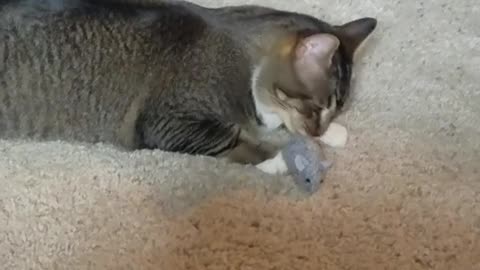 Black grey cat laying on carpet playing with rat toy