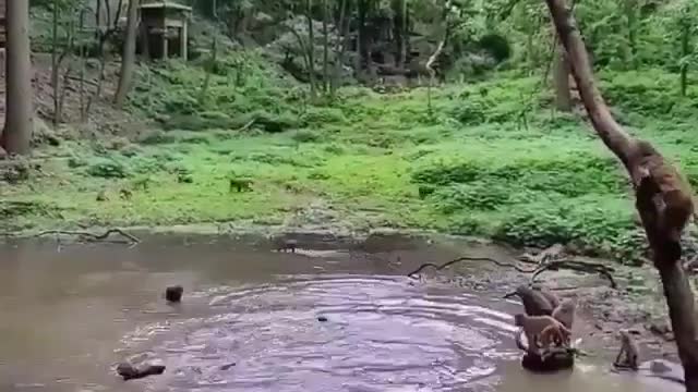 Watch the monkeys swim amazing