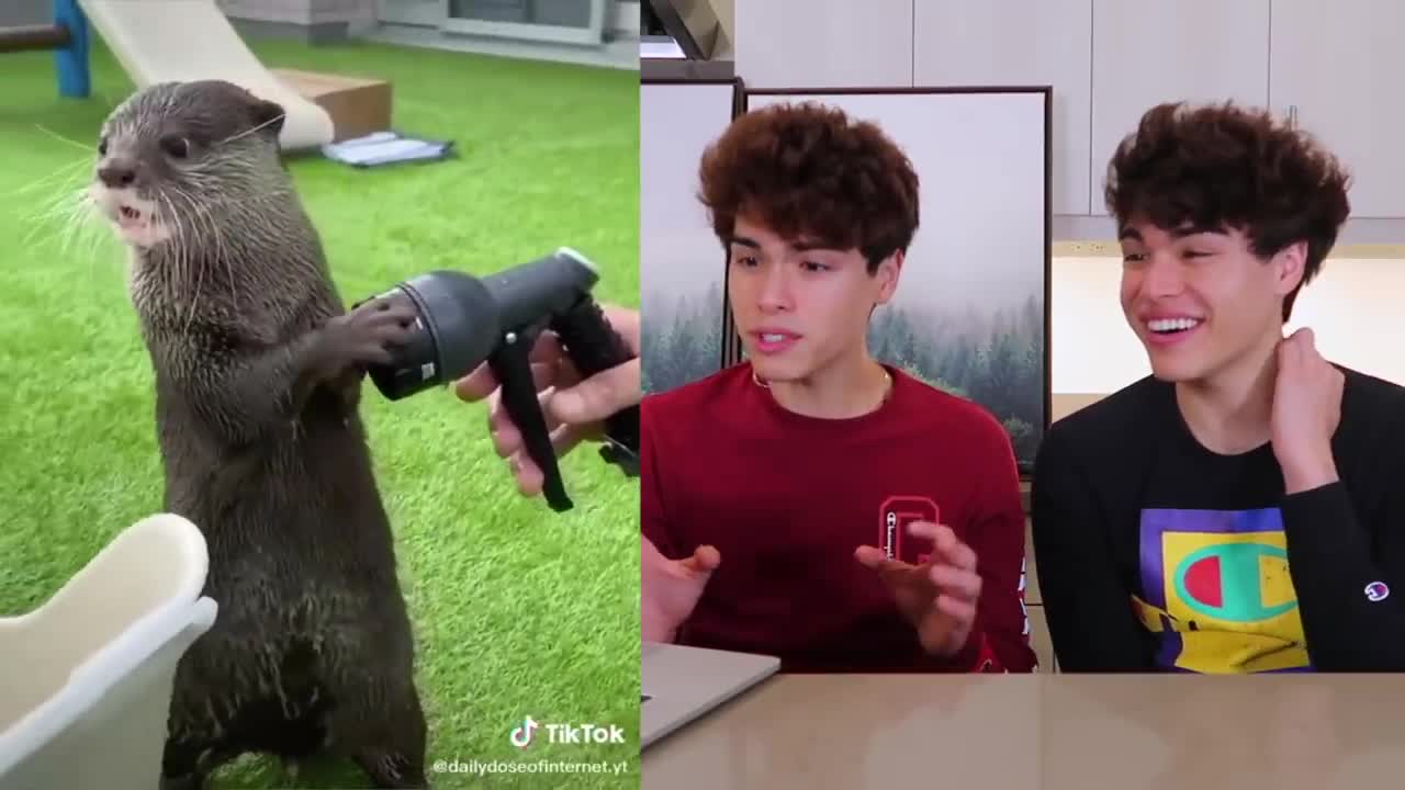 The CUTEST Animals on Tik Tok