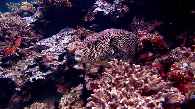 Beautifull underwater