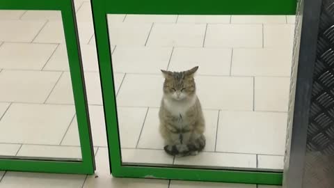 Cat Waits Patiently in Store Doorway