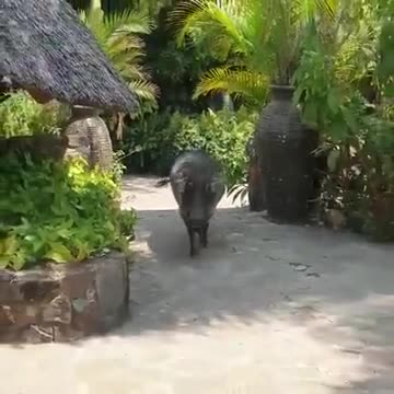 Man got no chill 😂 Watch till end