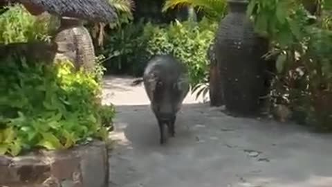 Man got no chill 😂 Watch till end