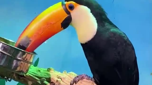 A toucan with beautiful feathers