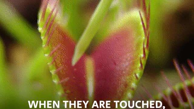 plant predator