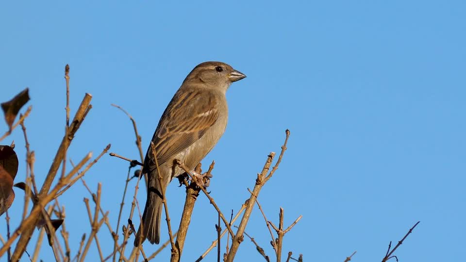 duck-animals-bird-nature