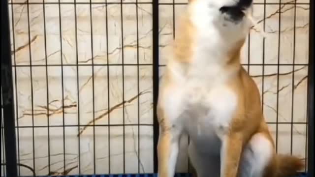 Do you know the standard smoking posture for dogs?