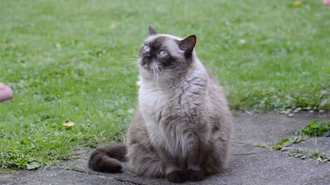 Nice cat playing in the park