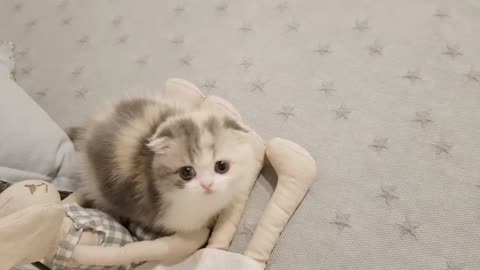 Cat || cat 2022 video