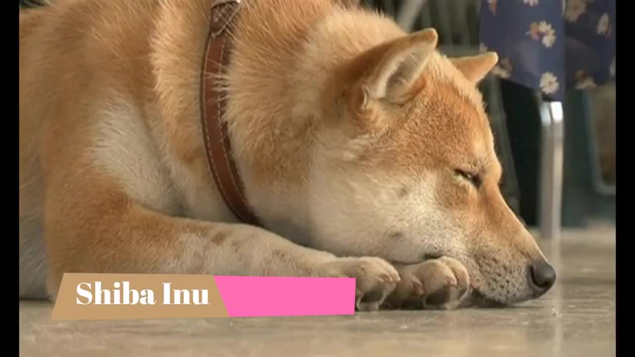 Shiba Inu Top 10 Interesting Facts