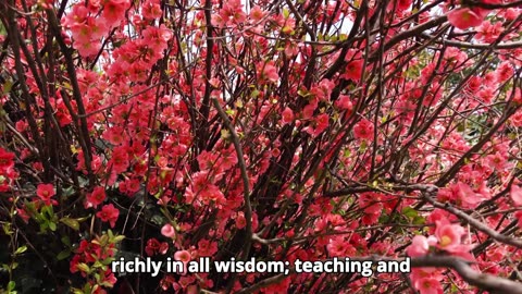 Colossians Chapter 3