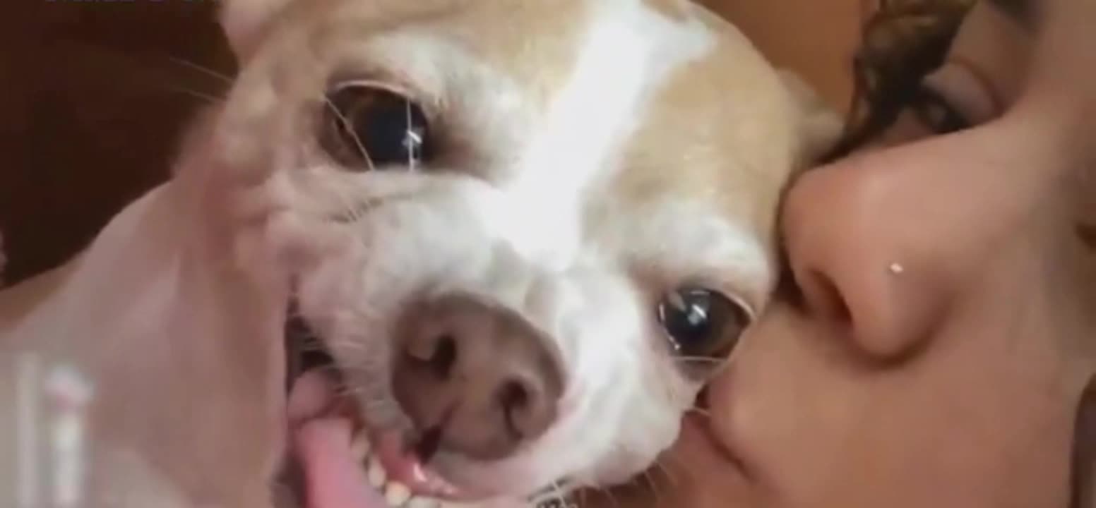 🤣Funny Dog Videos 2022🤣 🐶 It's time to LAUGH with Dog's life