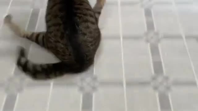 Funy cat