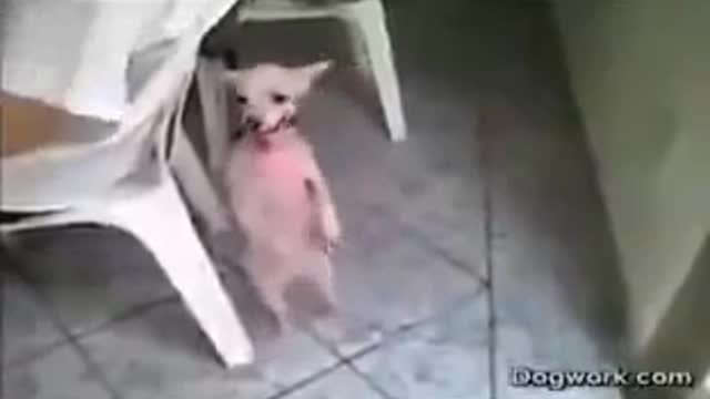 funny dog dancing