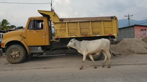 Working Class Animals Going to Work to earn its keep.