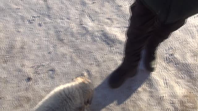 The cute dog I met in Mongolia runs away with my gloves.