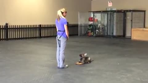 German Shepherd Dog Obedience Training (8 weeks old puppy)