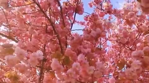 The most beautiful cherry blossoms