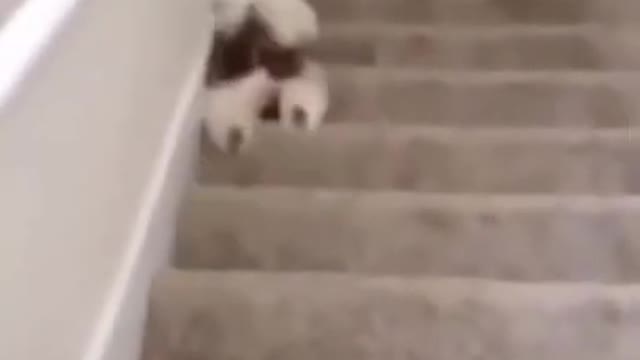 Funny Dog Rolling Down The Stairs