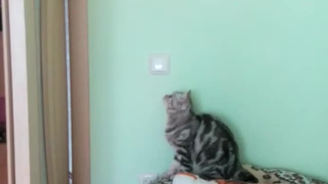 Cat - Acrobat