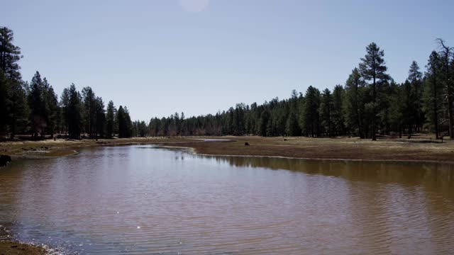 Horizontal Panning Shot Going Left Of A Little Lake In The Middle Of A Forest In 4K .