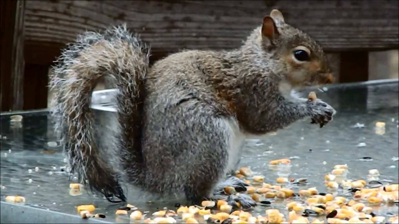 Kid video - Funny Squirrels for kids - lovely Squirrels for children - កំប្រុក​ - Animals